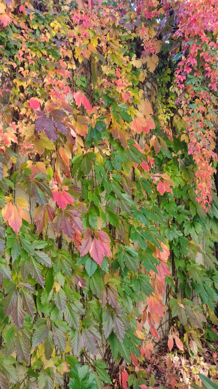 Feuilles vertes et oranges de plante grimpante sur mur.