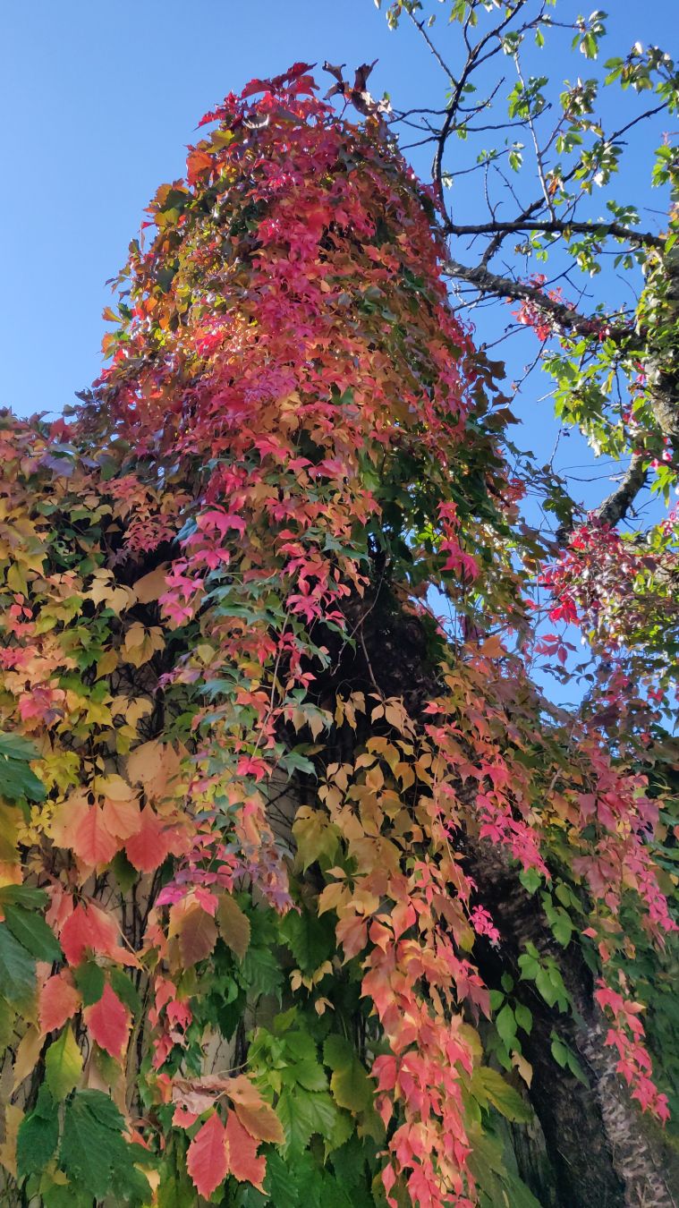 Feuilles vertes et oranges de plante grimpante sur un autre arbre.