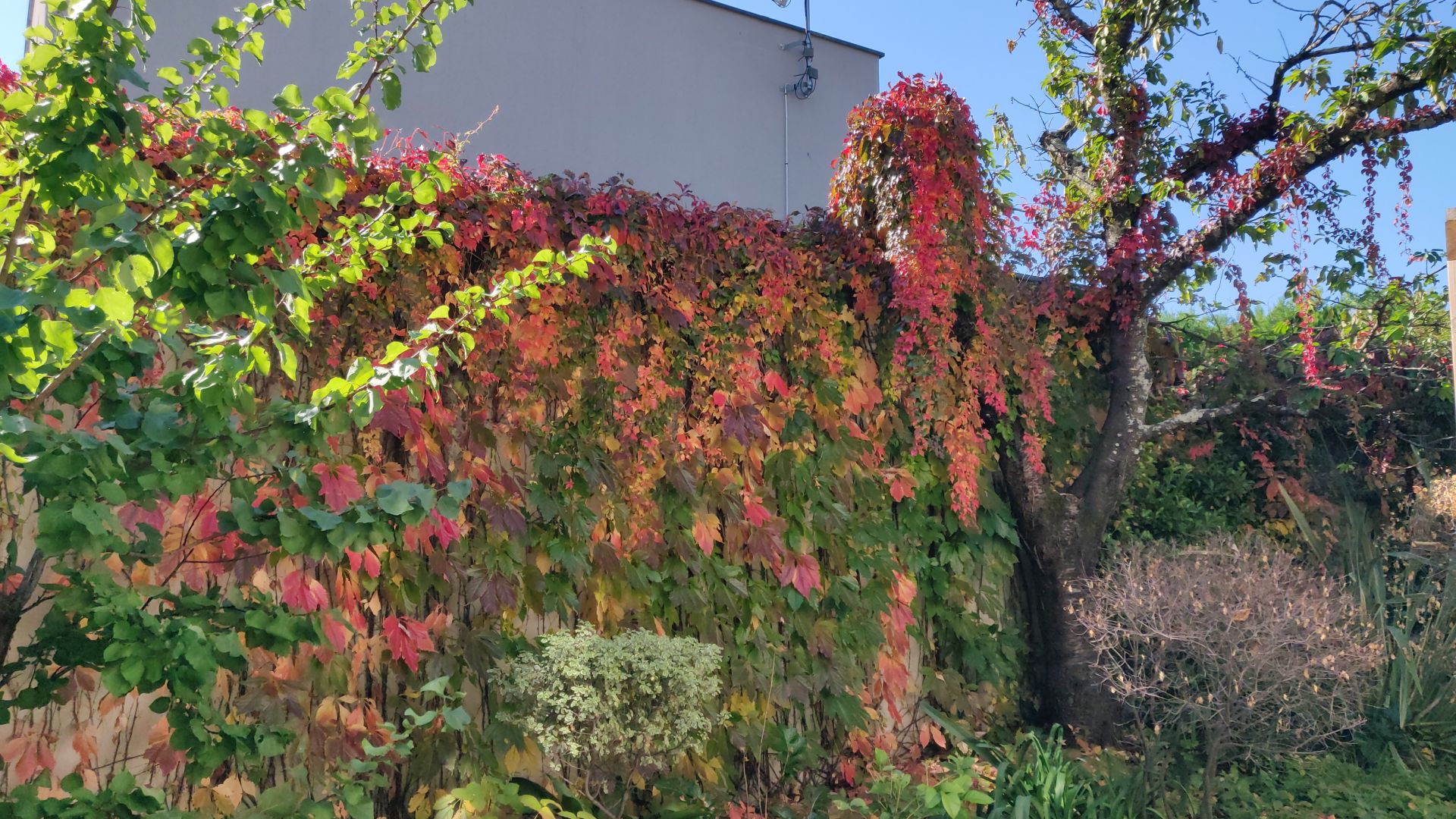 Mur recouvert de feuilles vertes et oranges de plante grimpante.